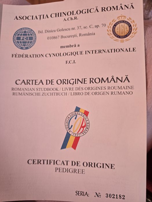 Westie Highland White Terrier Canisa Autorizata