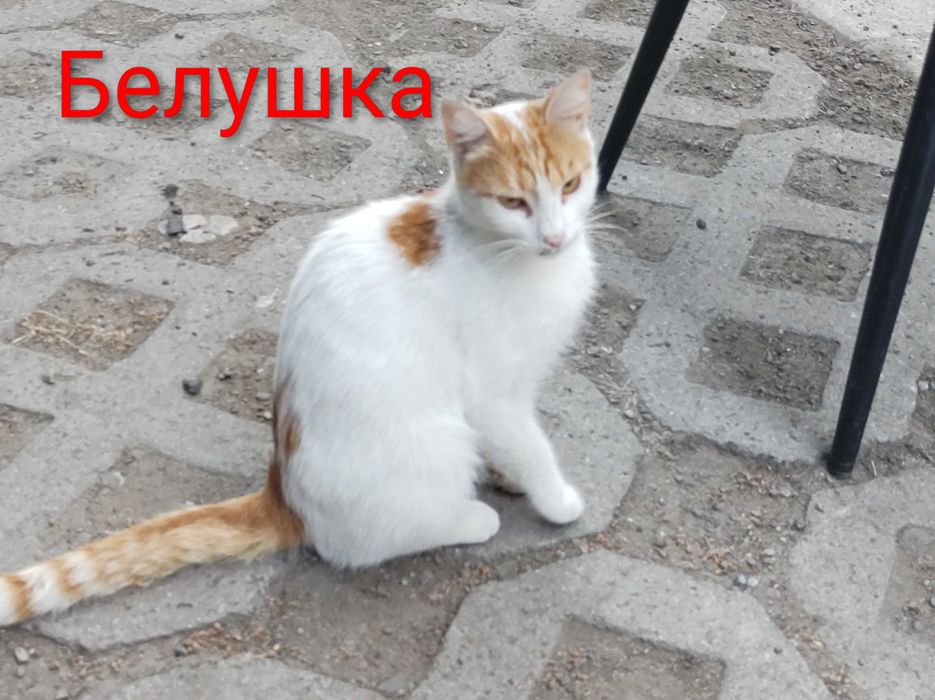 Котета на 1 годинка търсят дом/ 6 kitten looking for homes