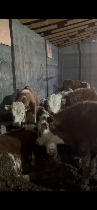 Бычки 1г откорм крс подсос