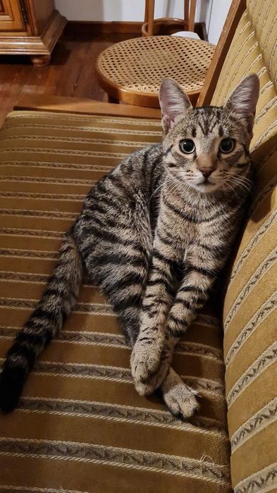 Motanel pentru adoptie