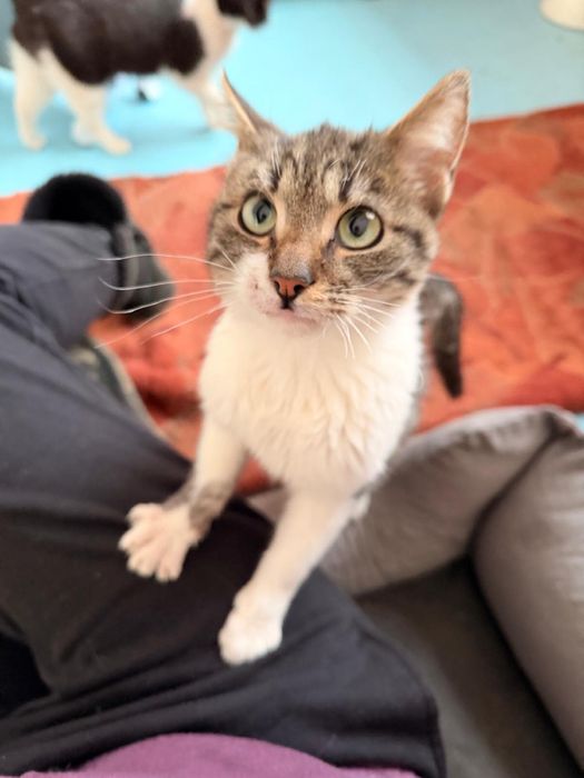 Caut adoptii pentru pisicute