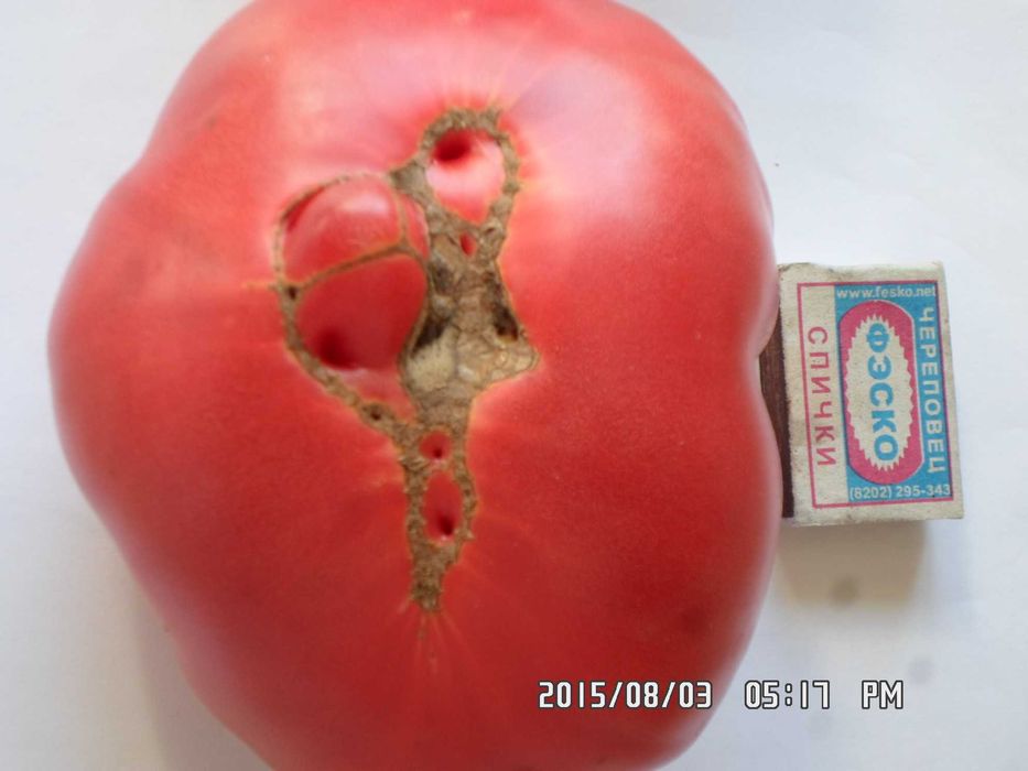 Продам свои семена помидор и перца.