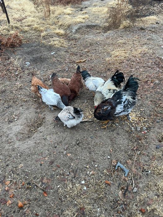 Тауықтар сатылады