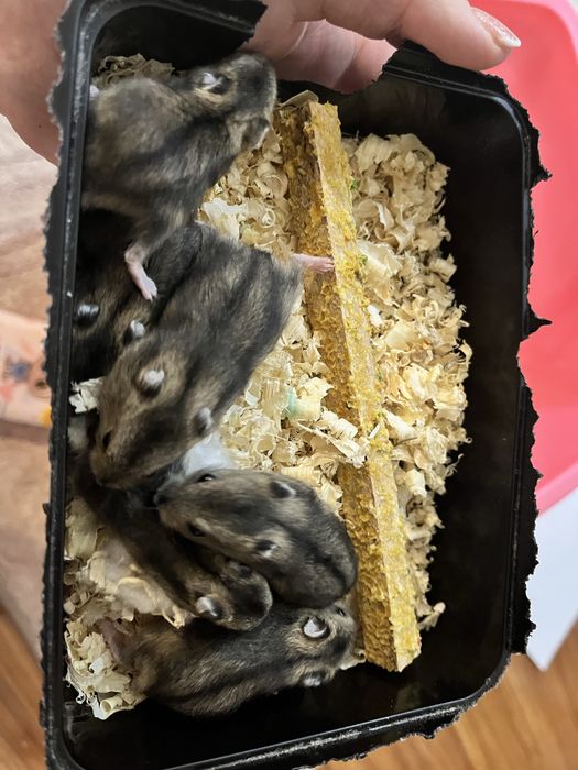 Джунгарские хомяки. Продаются.