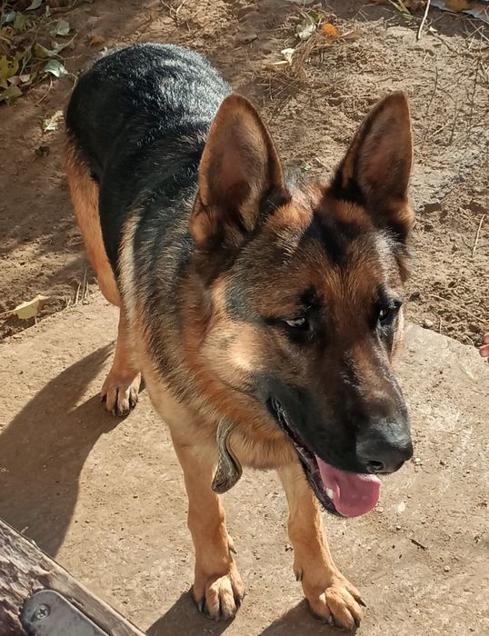 Вязка немец 2.5 года