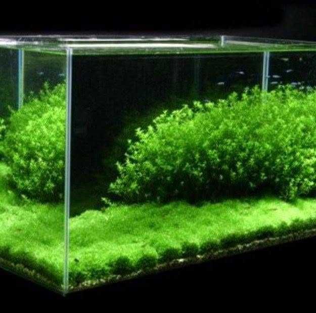 Riccia Fluitans  – Perla aquascaping-ului!