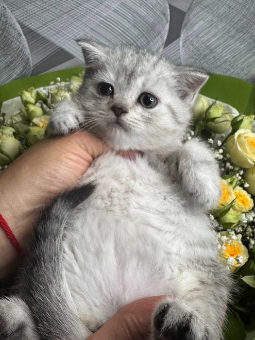 шиншиллы девочки