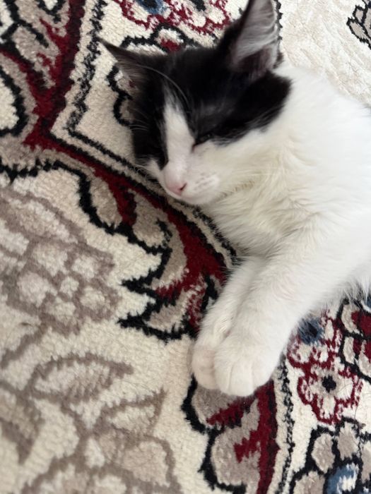 Отдам котёнка в хорошие руки