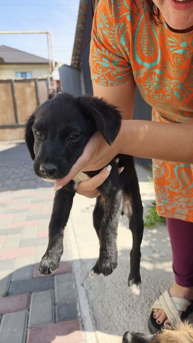 Щенята отдам в хорошие руки спаниель
