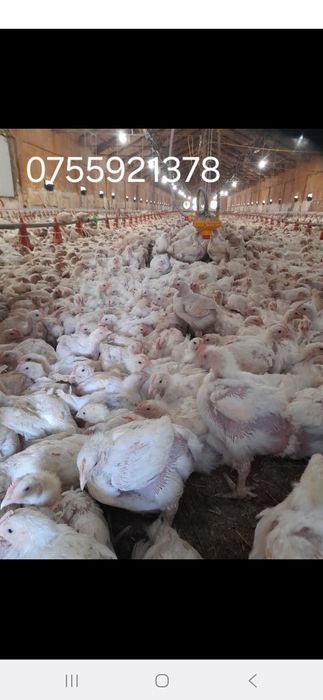 Pui si gaini transport gratuit  20 lei