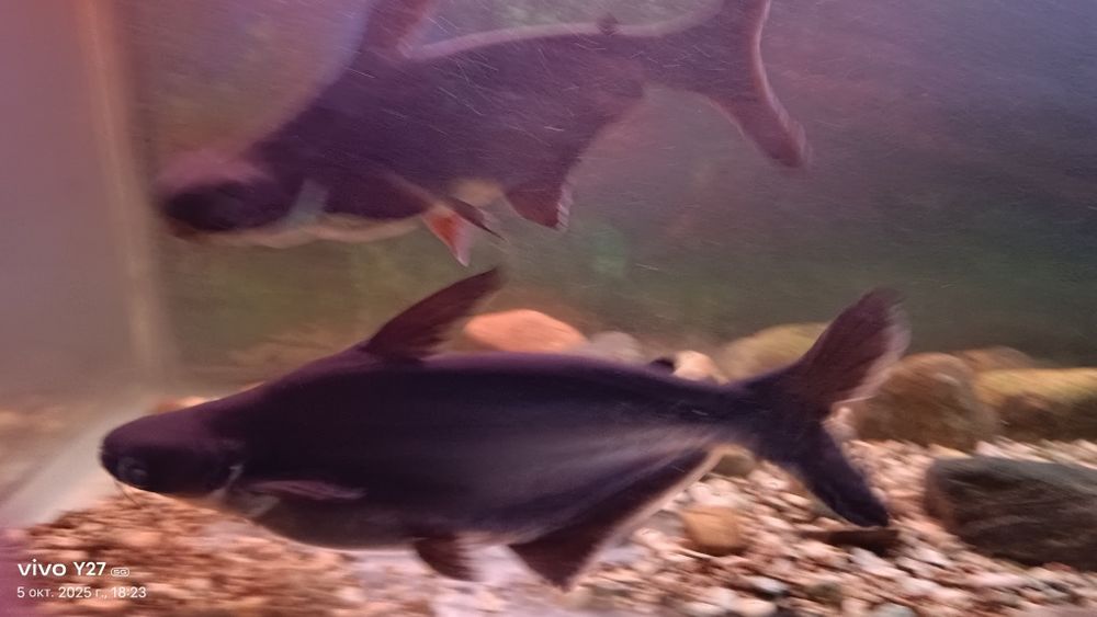 Продам пангасиуса - акулий сом взрослые особи