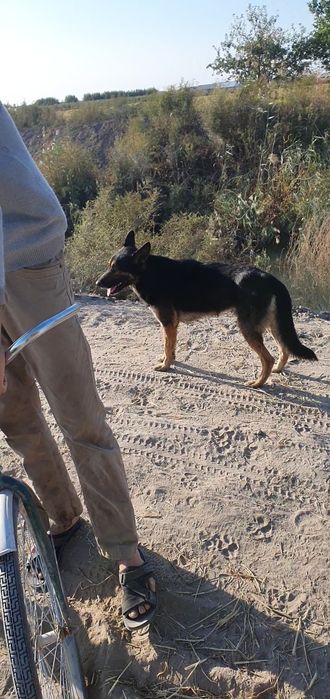 Немис афчаркаси эркак