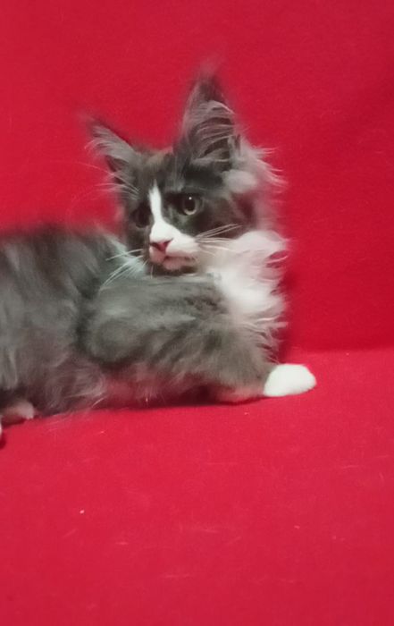 Будущие великаны