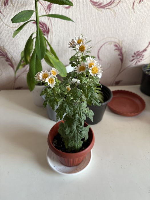 Корейская мультифлора хризантема