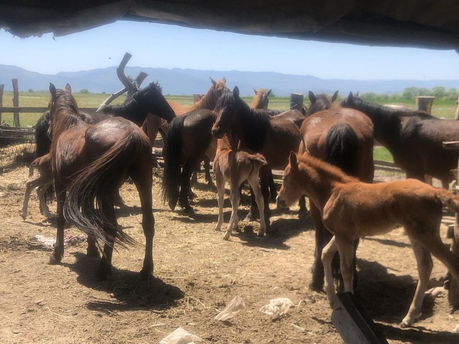 Кобили с кончета