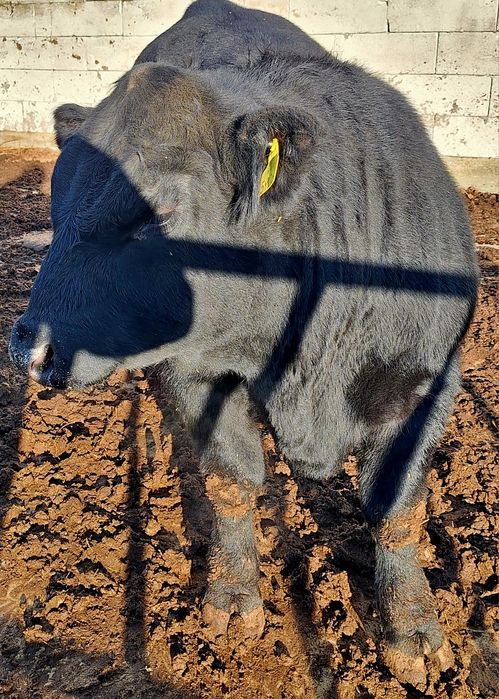 Tauri Aberdeen Angus (reproductie)