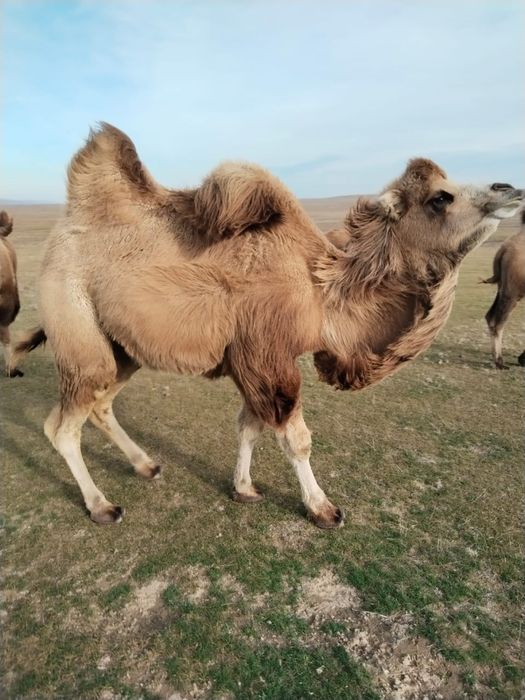 Продам верблюд (туие сатамын )