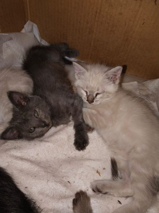 Мальчик и девочка