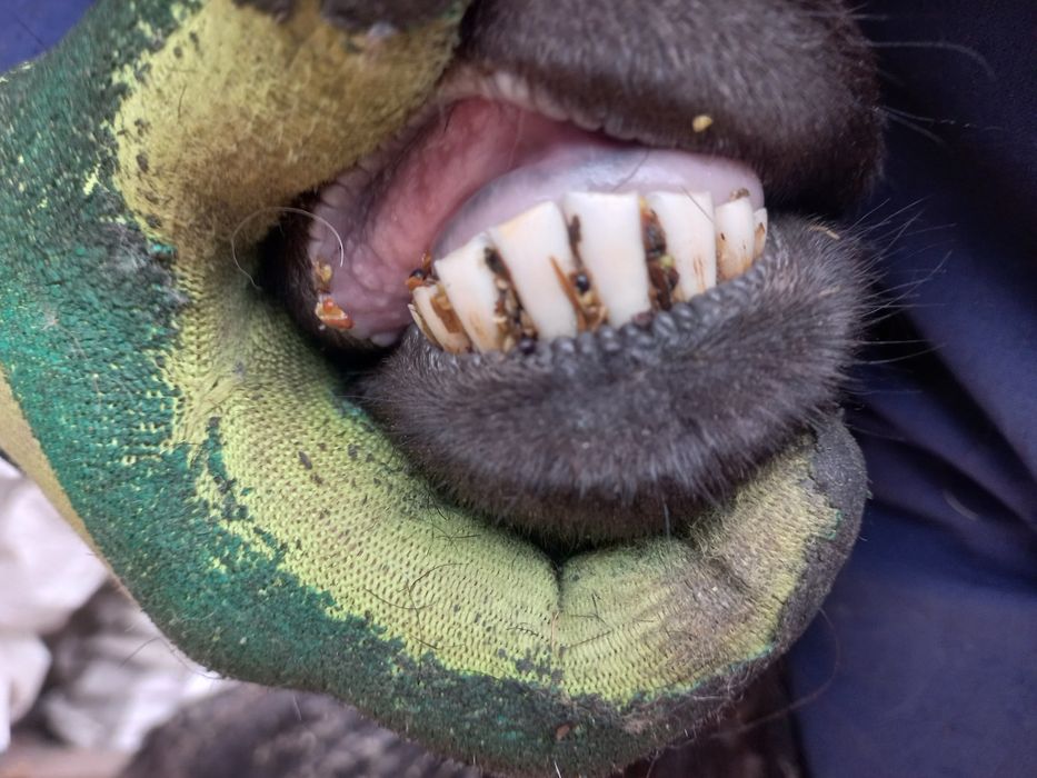 Продам  Эдильбаевскую  овцу.