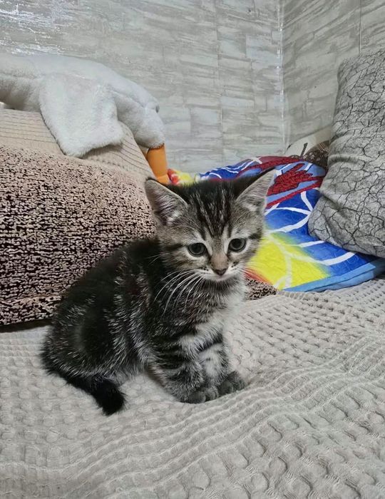 Шотландские котята, можно приехать посмотреть. Девочки