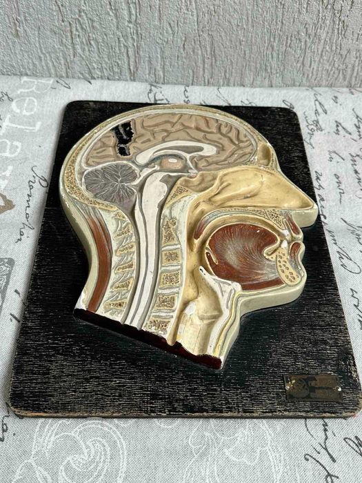 Соц Анатомичен Модел на Човешки Череп