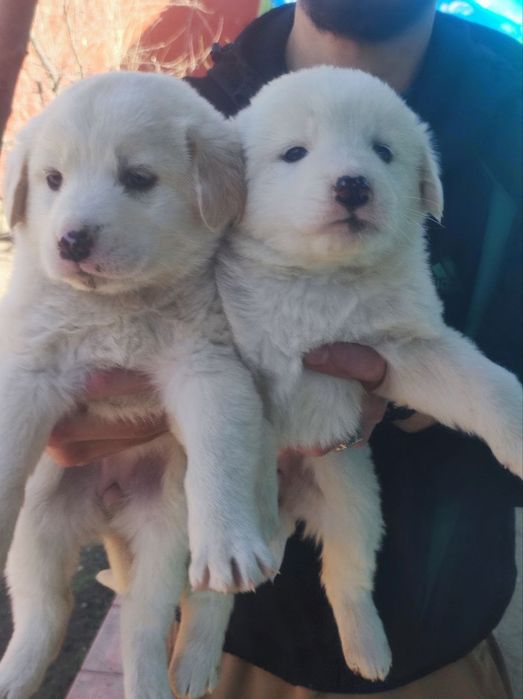 Alabay chalar 1 oylik