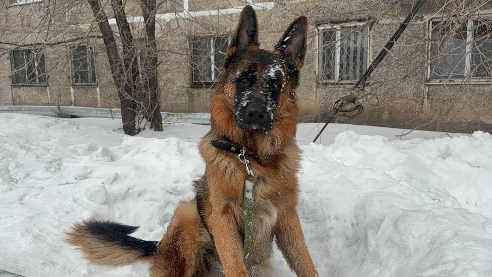 Вязка Немецкая Овчарка