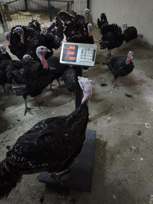 Продам индюк бронза 708