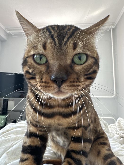 Бенгал на вязку с родословной