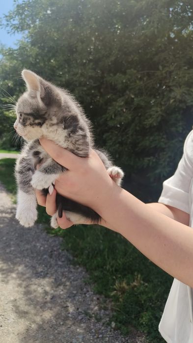 Отдам котенка в добрые руки