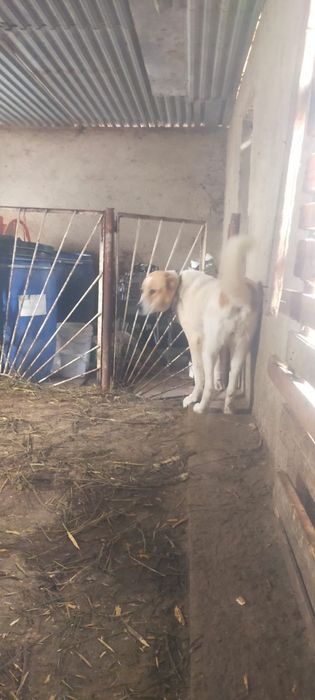 Продам мощную суку Алабая