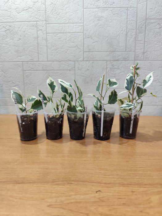 Фикус Бенджамина