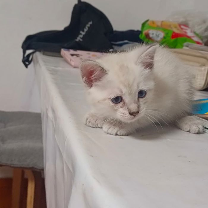 Продам кошку пишите