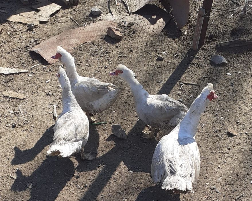 Индаутка сатылады