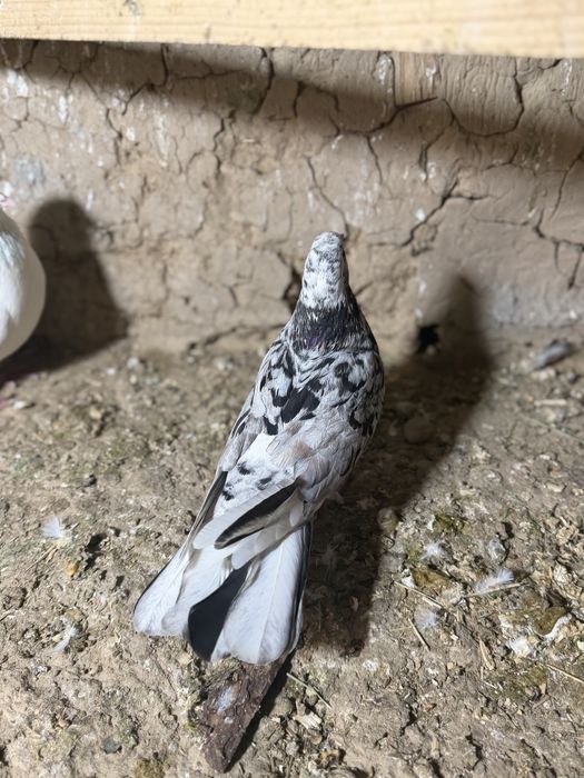 Продам челкар шракахвост