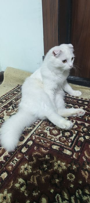 Urgʻochi Mushuk sotiladi