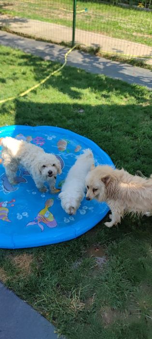 Pensiune canină Bogdan Vodă