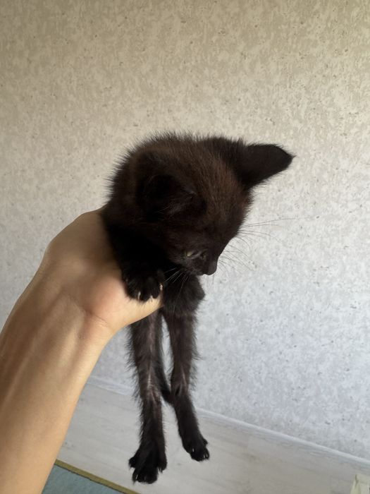 Отдаю котенка мальчик