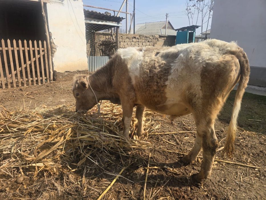 Әулиекөл бұқа сатылады