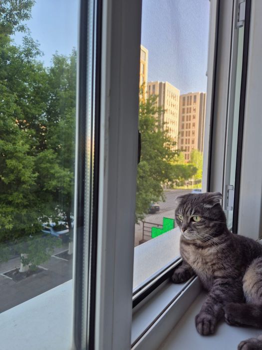 Вислоухая кошка бесплатно
