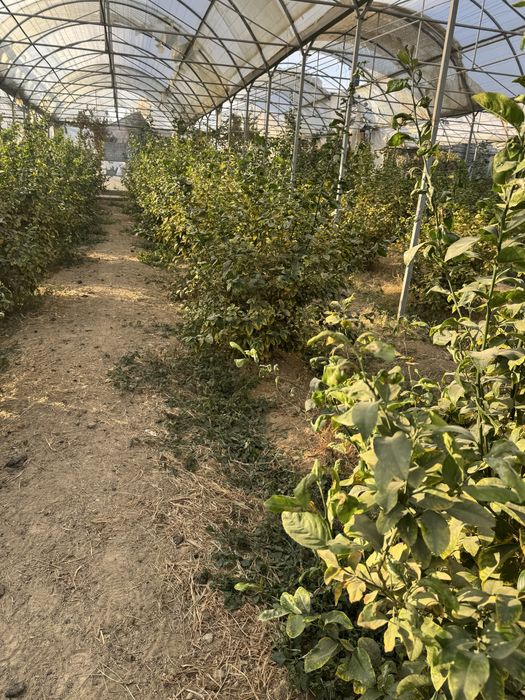 Lemon kochatlar bor 6 7 yilllik Limon hosilga kirgan