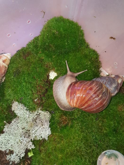 Улитки Ахатины!!