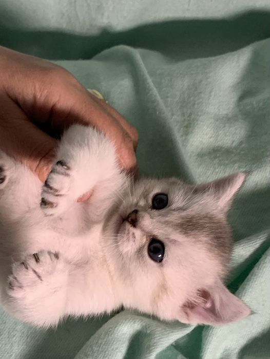Шотладская кошечка.
