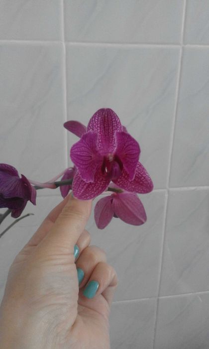 Продам орхидеи фаленопсис