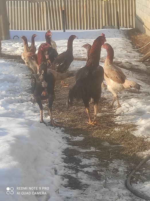 Продам даканов хороших кровей