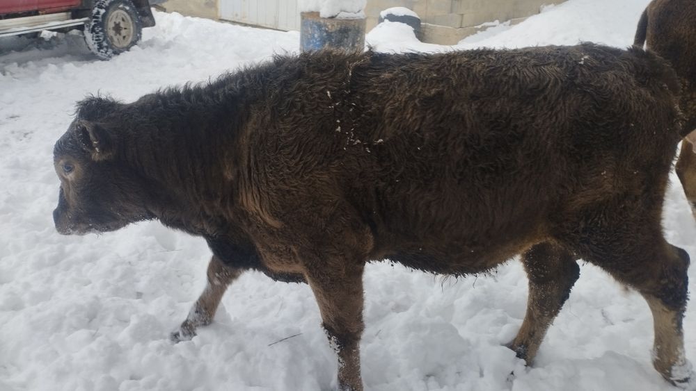 Бычки продаются.