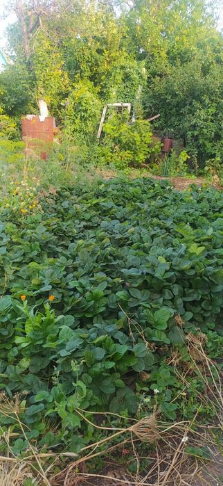 Продажа дачи "Здравница".