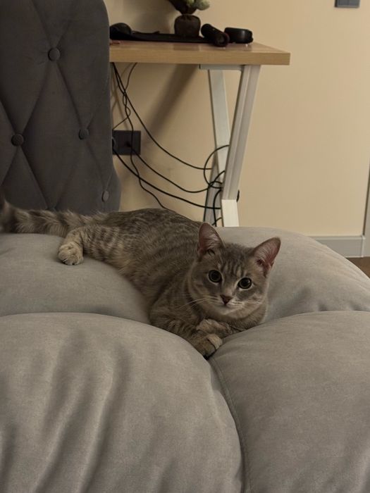 Котенок 8 месяцев