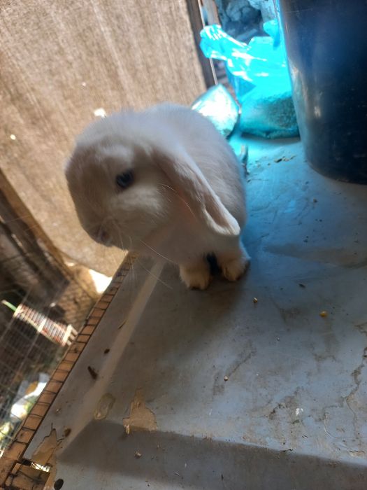 Karlik baran almaz gilaz toza qon 5 oyli samka ayol