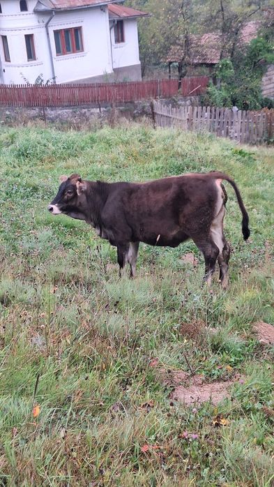 Vând vițea 5 luni